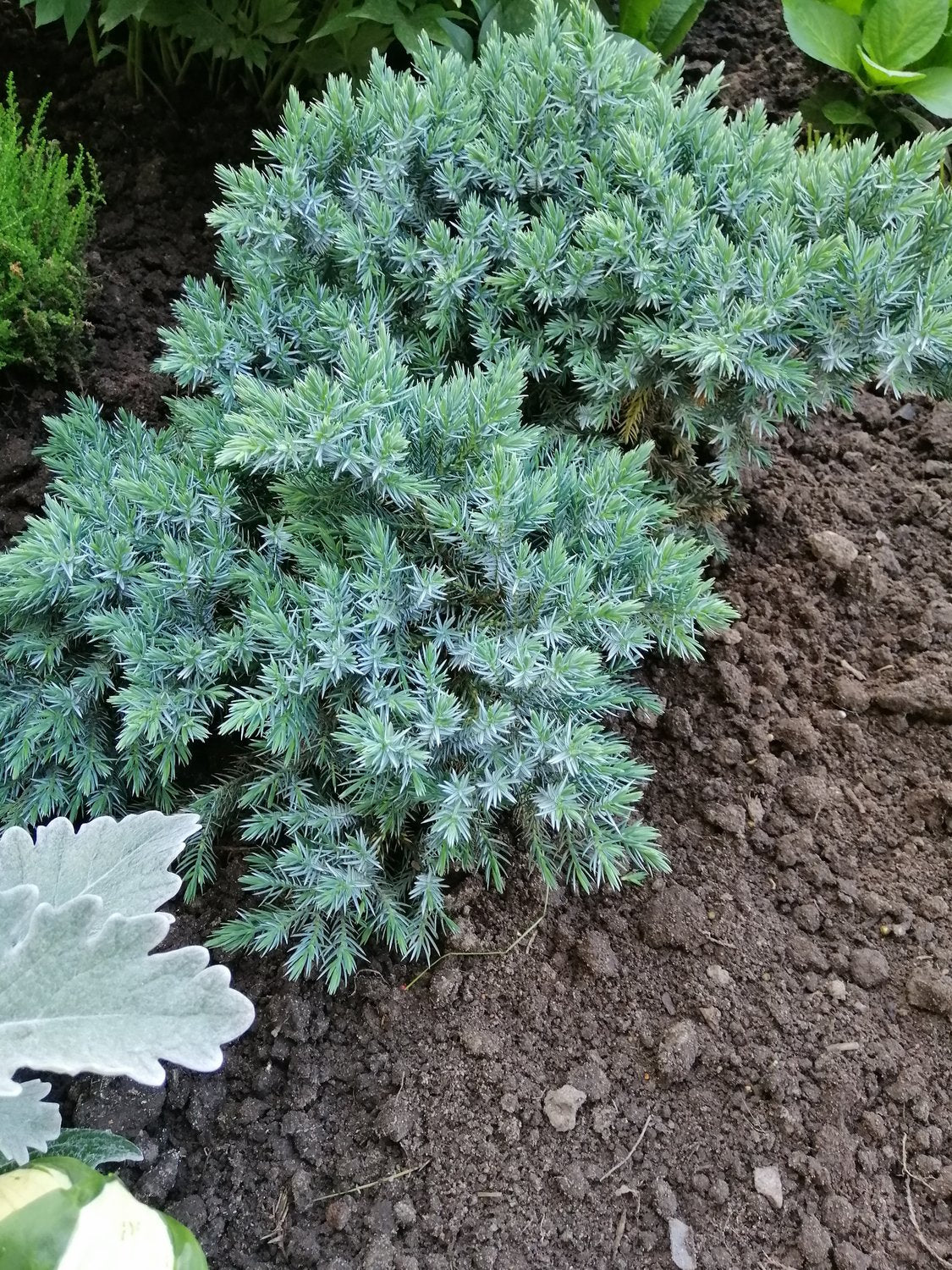 Juniperus squamata 'Blue Star', 20-25 cm