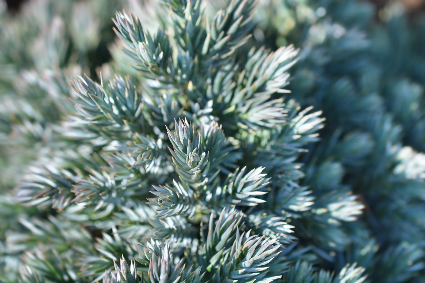 Juniperus squamata 'Blue Star', 20-25 cm