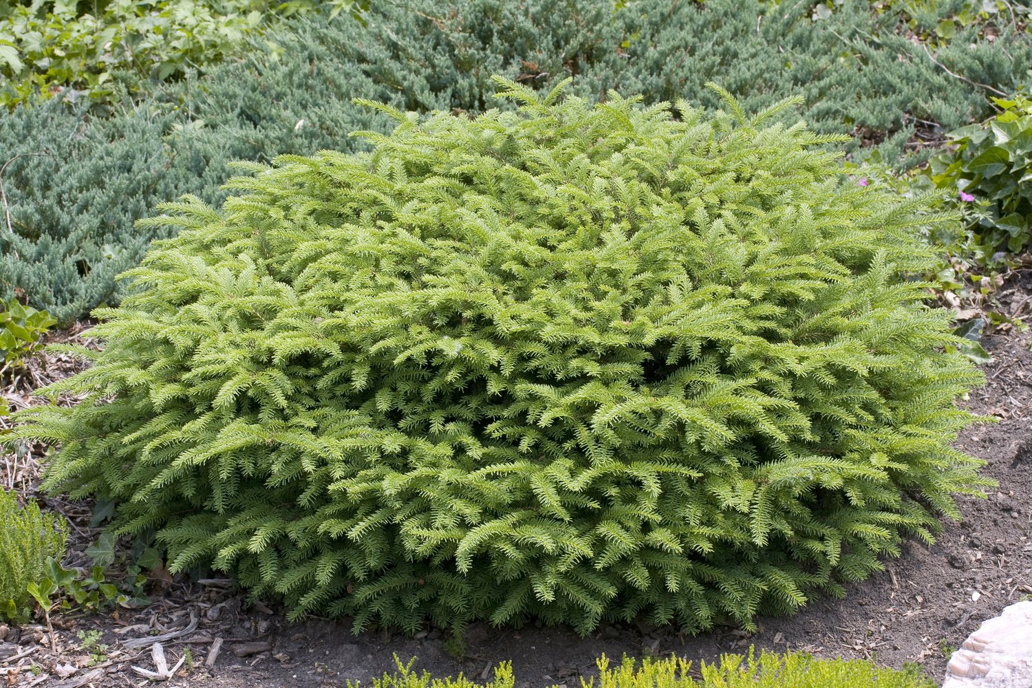 Picea abies 'Nidiformis', 25-30 cm