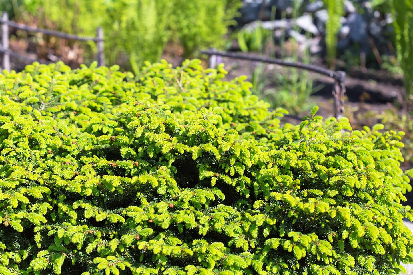 Picea abies 'Nidiformis', 25-30 cm