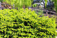 Picea abies 'Nidiformis', 25-30 cm