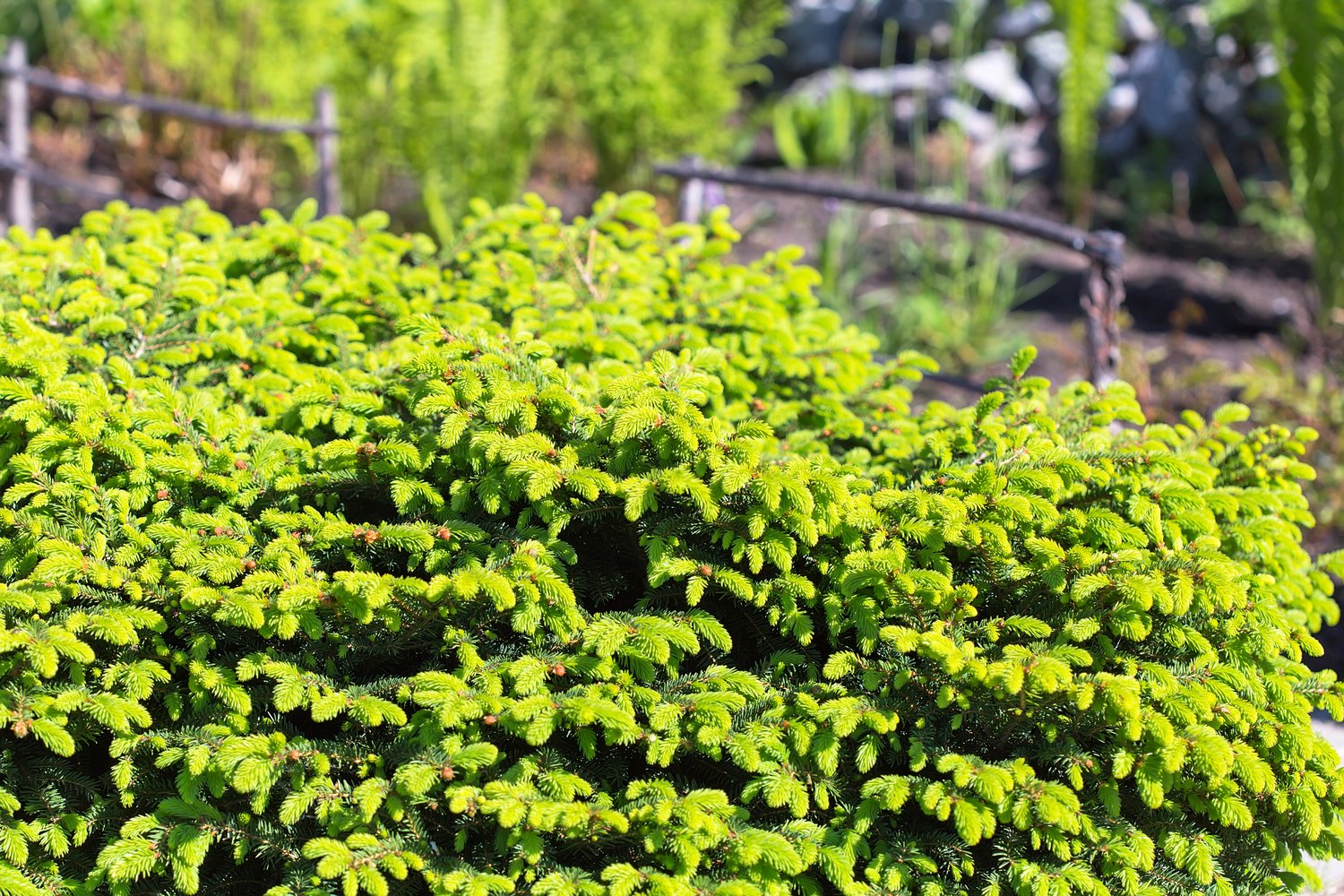 Picea abies 'Nidiformis', 25-30 cm