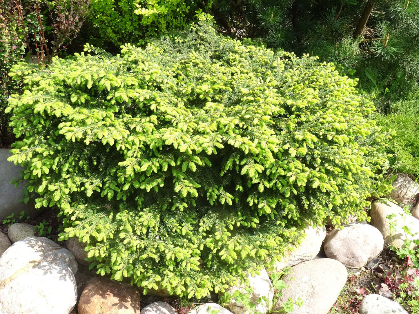 Picea abies 'Nidiformis', 25-30 cm