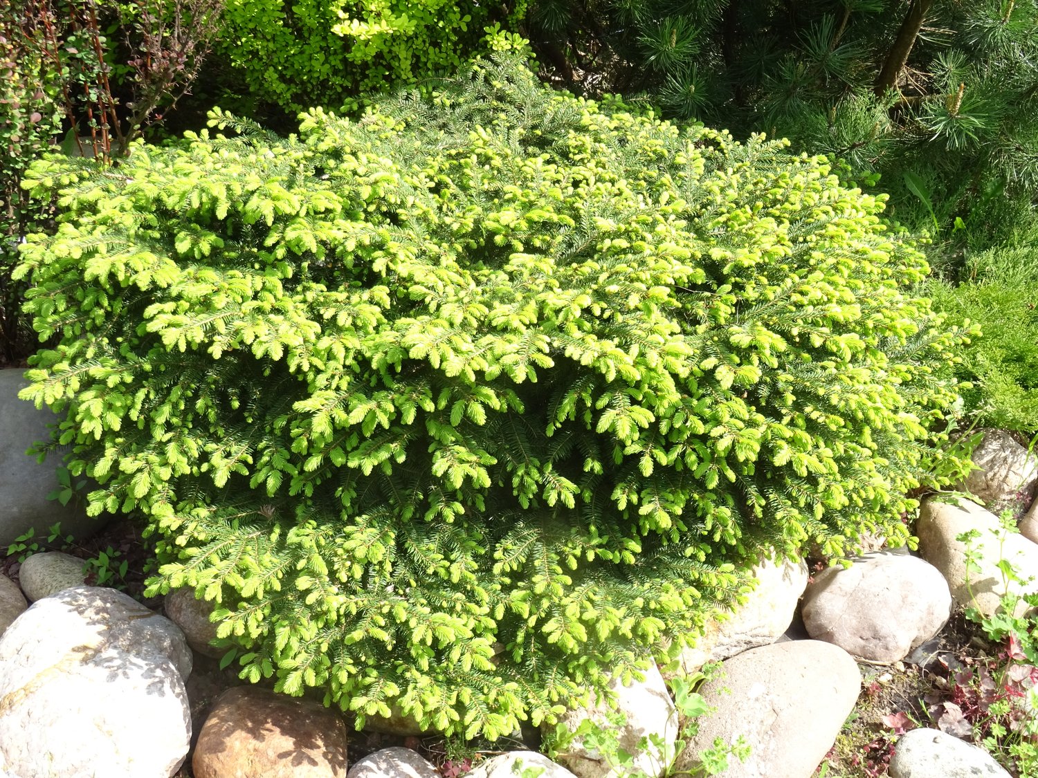 Picea abies 'Nidiformis', 25-30 cm