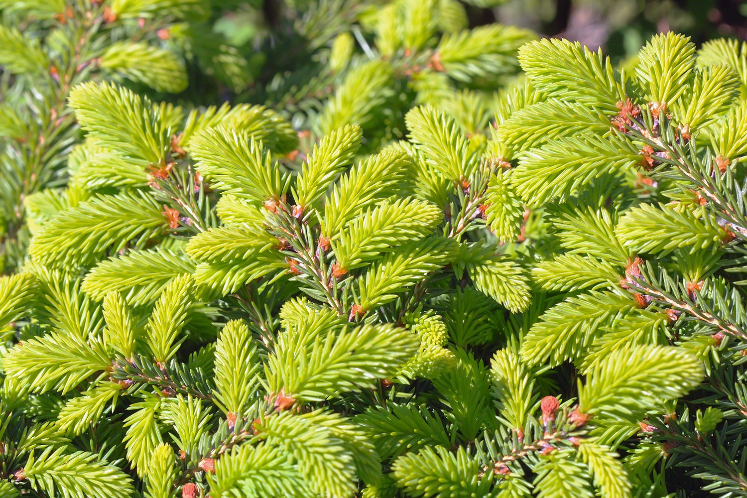 Picea abies 'Nidiformis', 25-30 cm