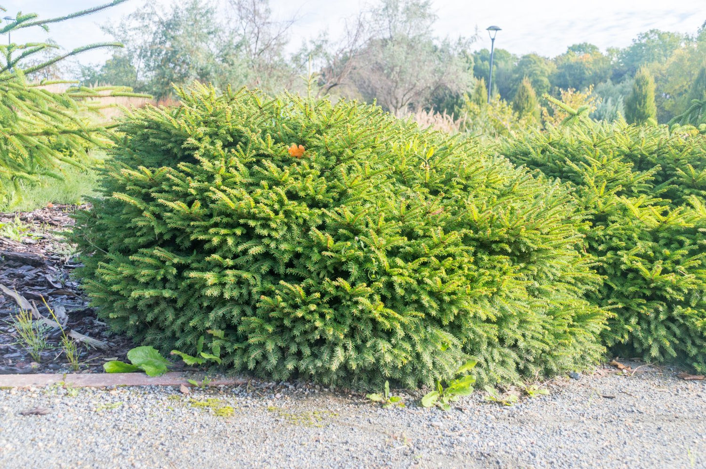 Picea abies 'Nidiformis', 25-30 cm