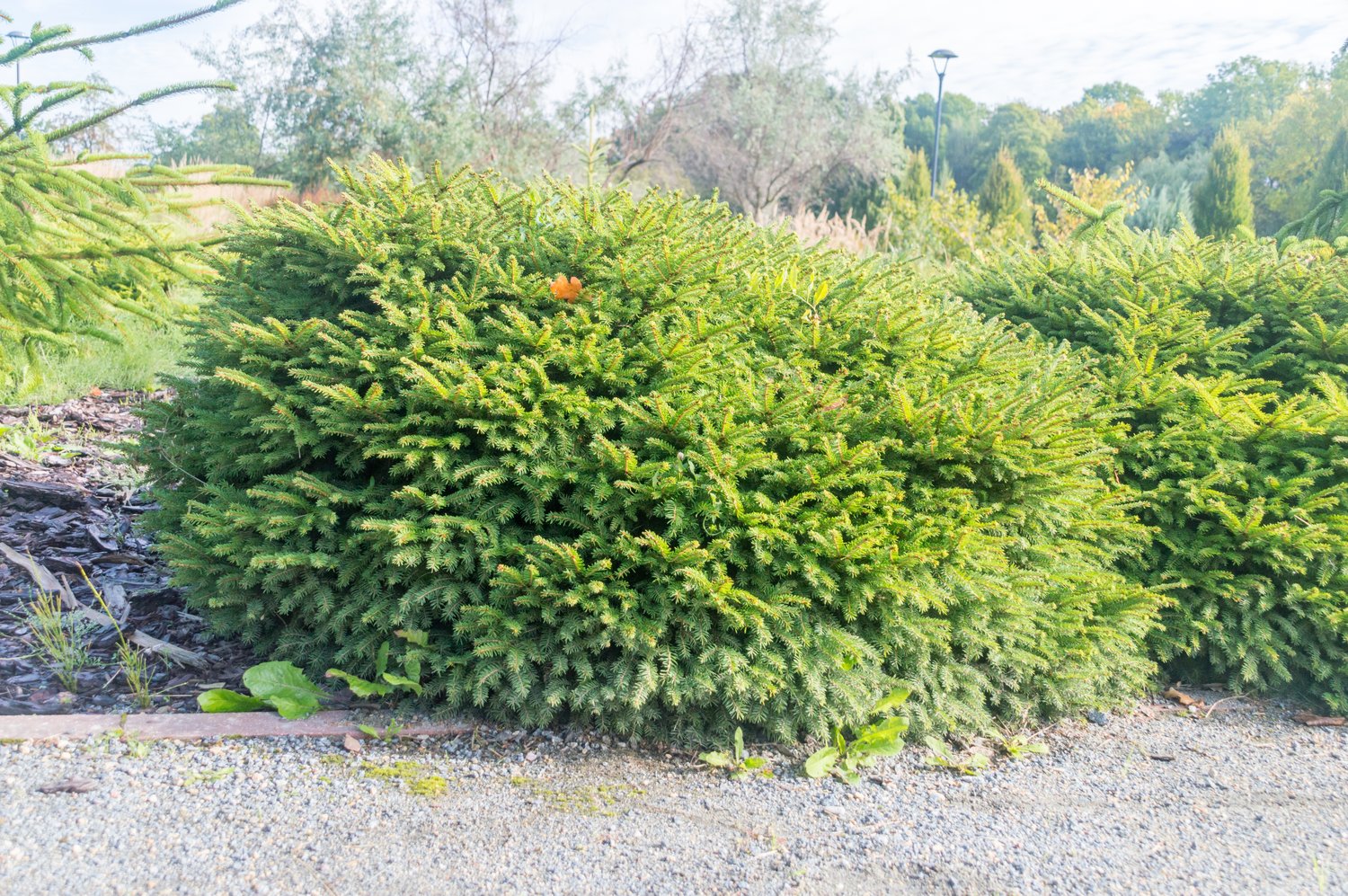 Picea abies 'Nidiformis', 25-30 cm