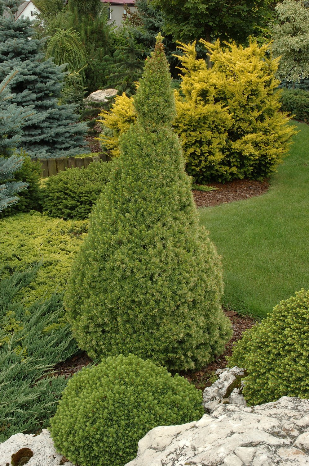 Picea glauca 'Conica', 40-50 cm