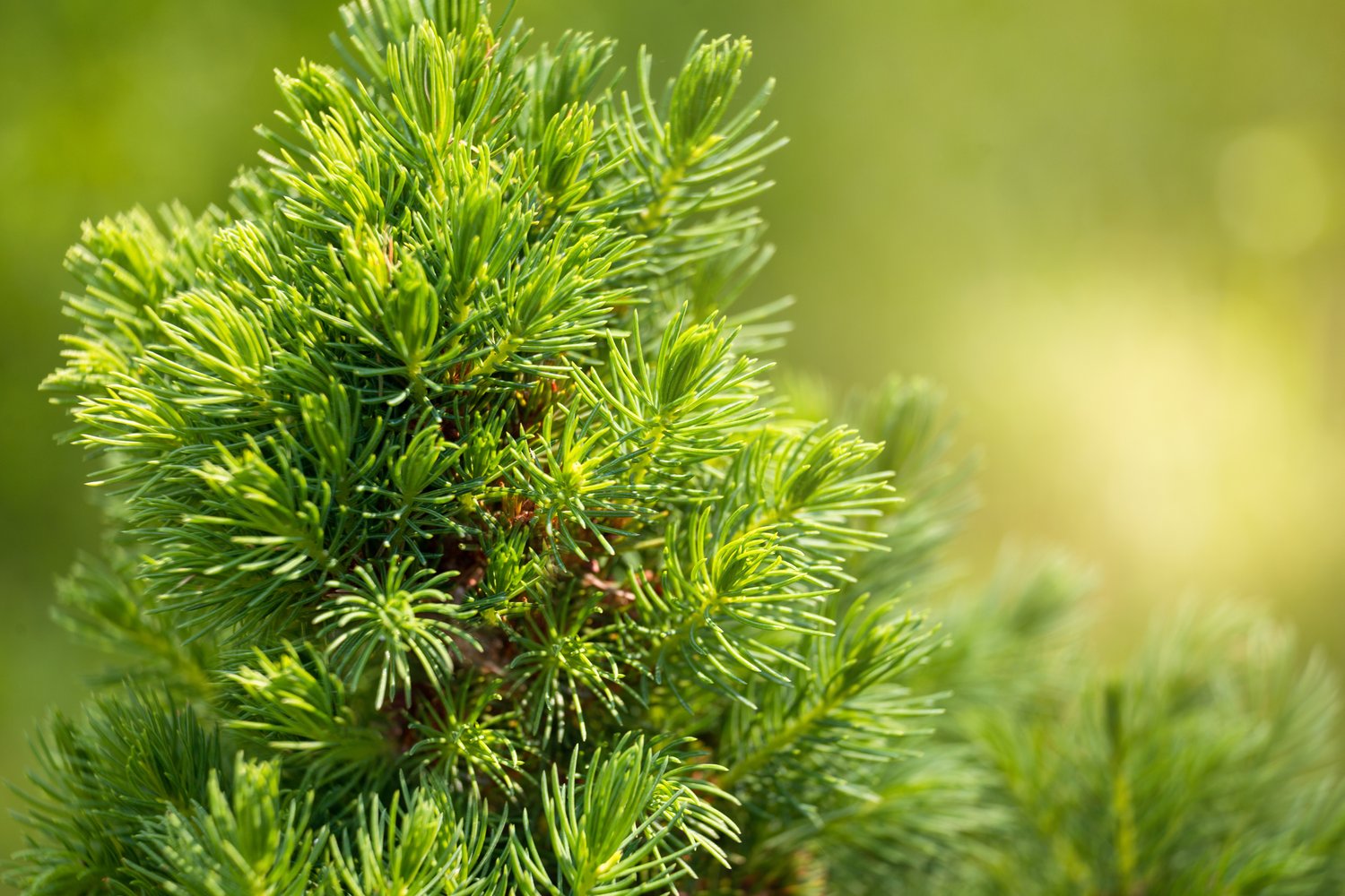 Picea glauca 'Conica', 40-50 cm