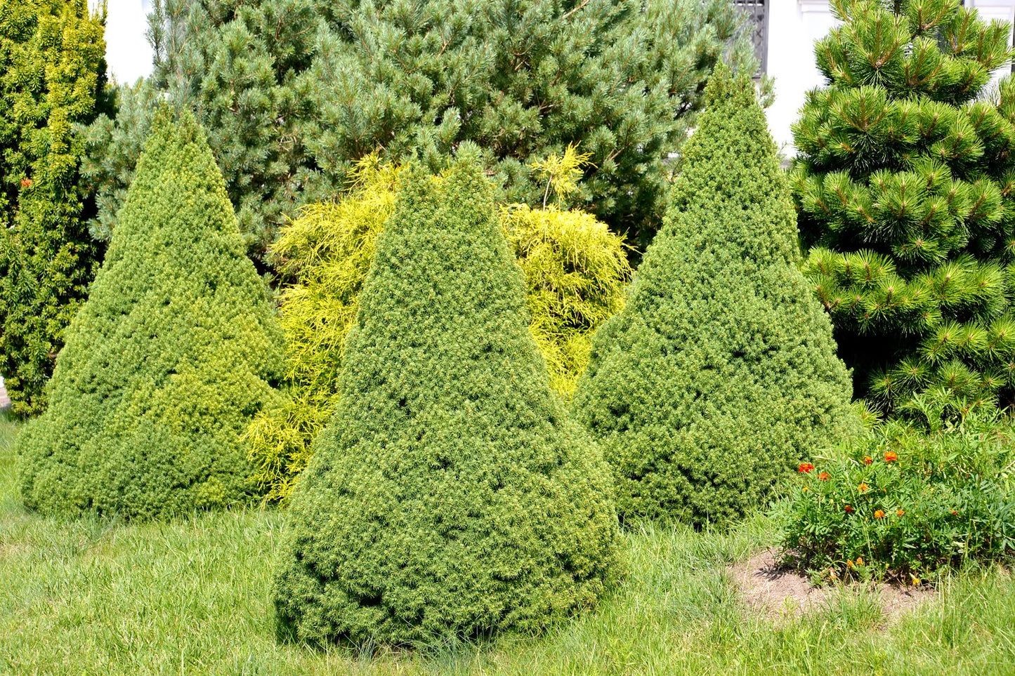 Picea glauca 'Conica', 40-50 cm