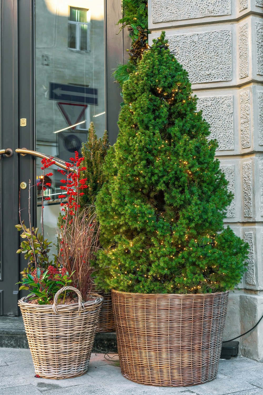 Picea glauca 'Conica', 40-50 cm