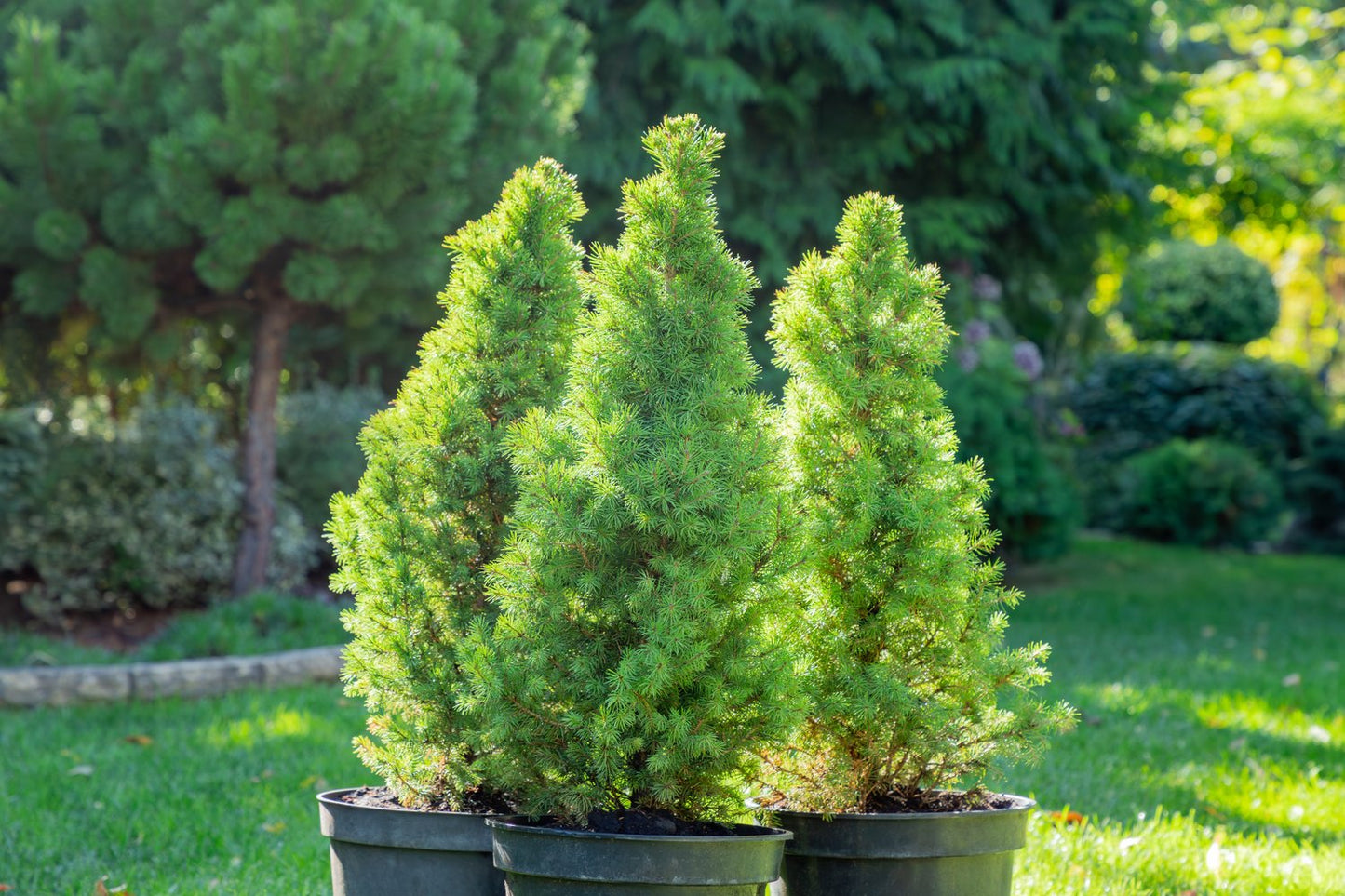 Picea glauca 'Conica', 40-50 cm