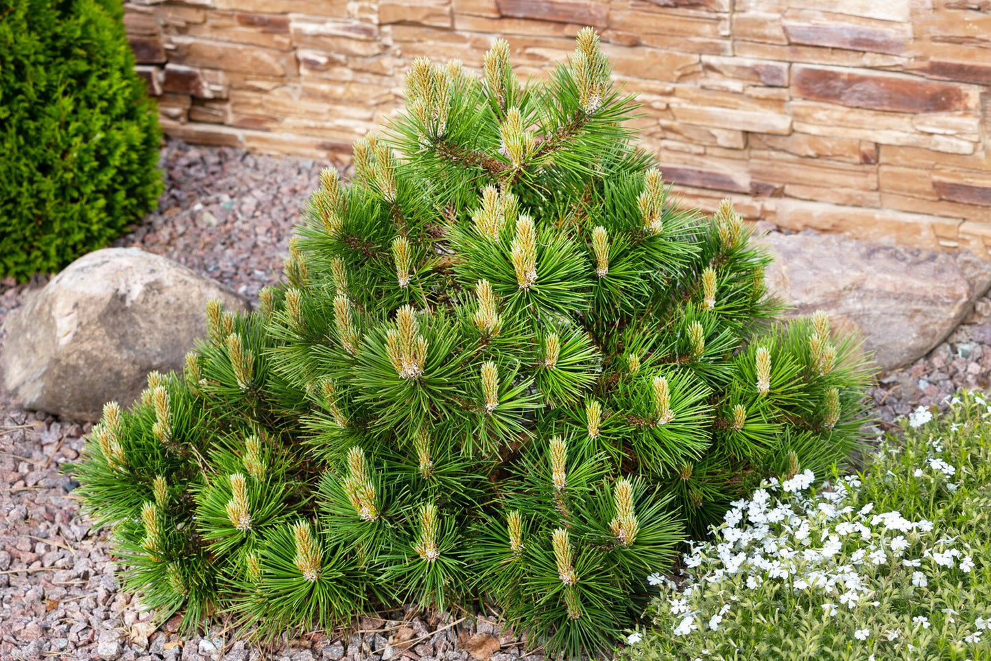 Pinus mugo ssp. mugo, 20-25 cm