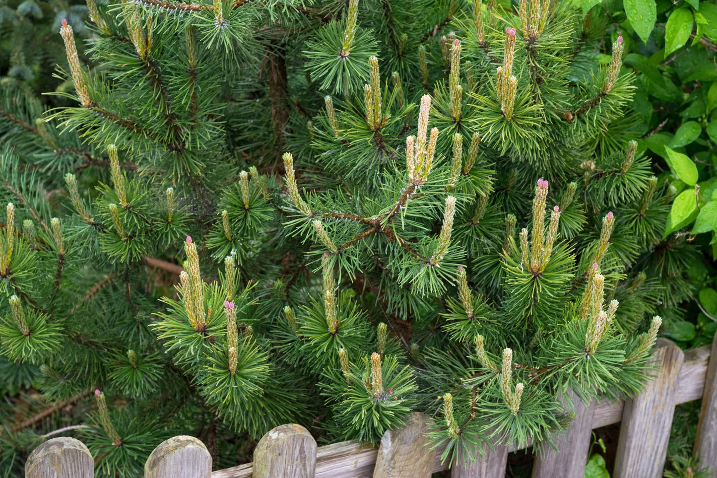 Pinus mugo ssp. mugo, 20-25 cm