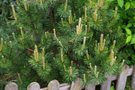 Pinus mugo ssp. mugo, 20-25 cm
