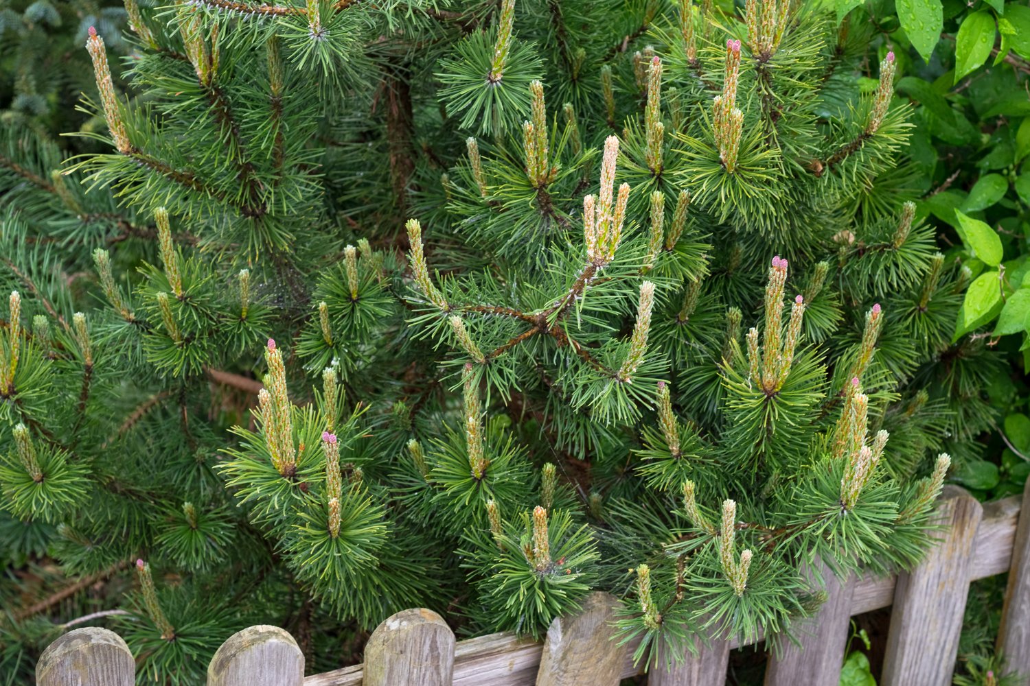 Pinus mugo ssp. mugo, 20-25 cm