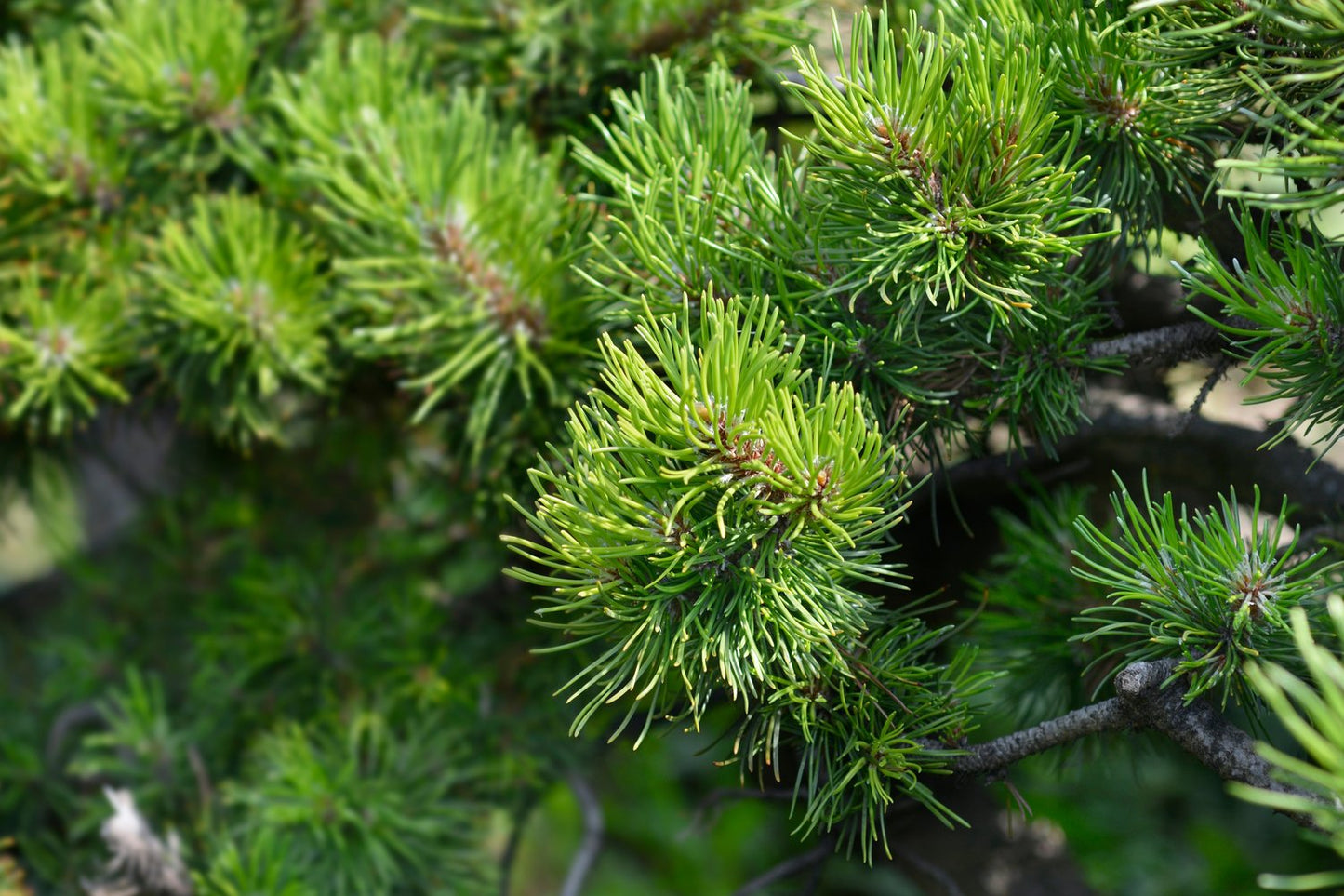 Pinus mugo ssp. mugo, 20-25 cm