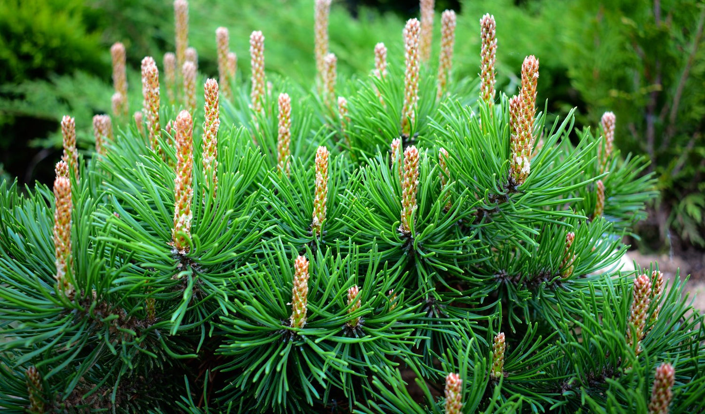 Pinus mugo ssp. mugo, 20-25 cm