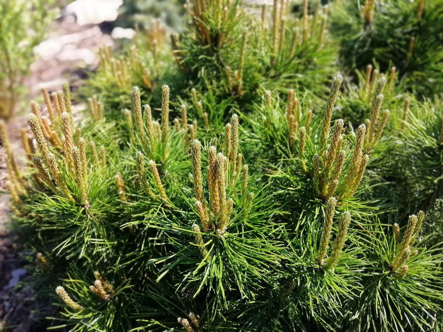 Pinus mugo ssp. mugo, 20-25 cm