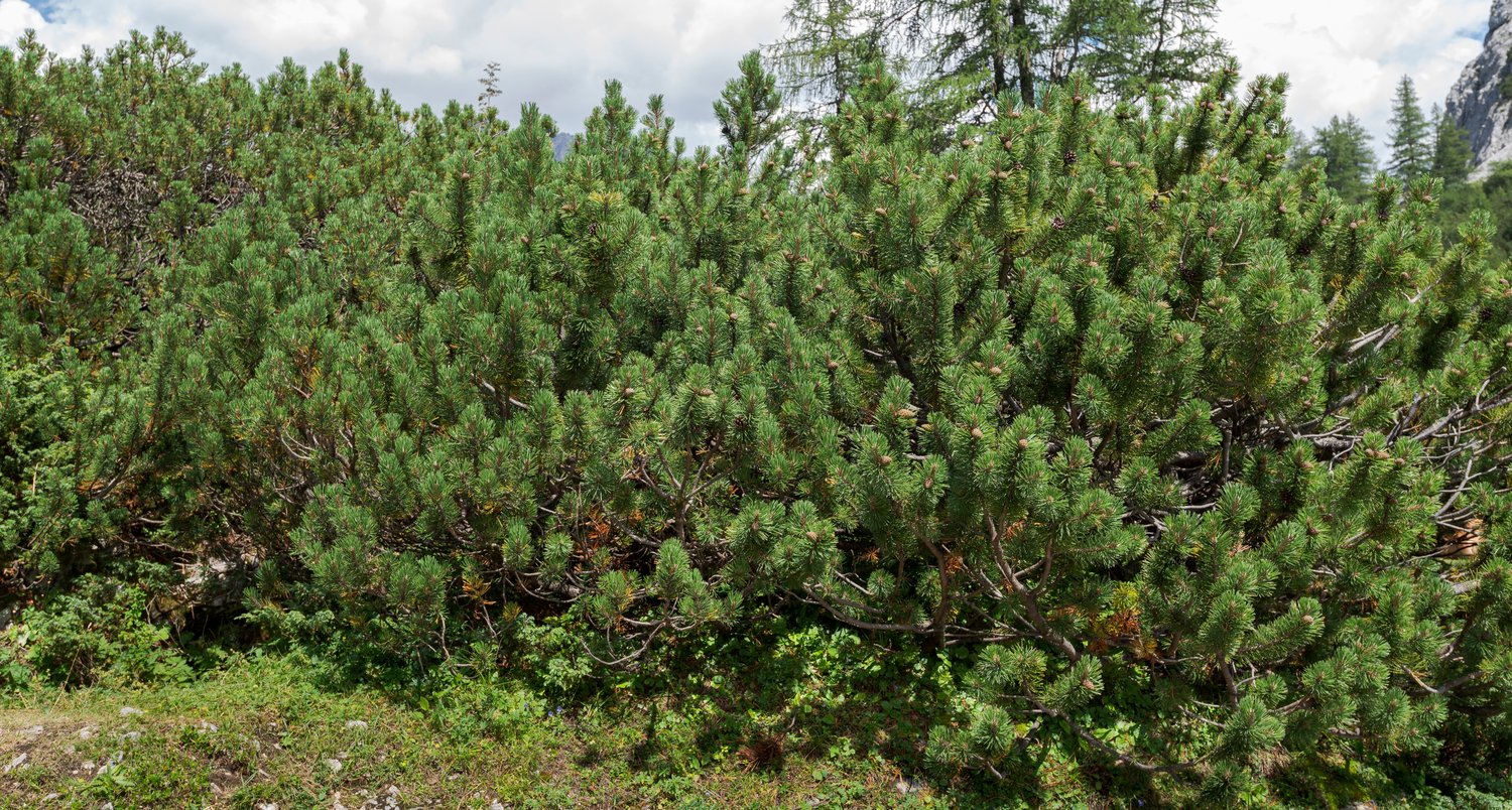 Pinus mugo ssp. mugo, 20-25 cm