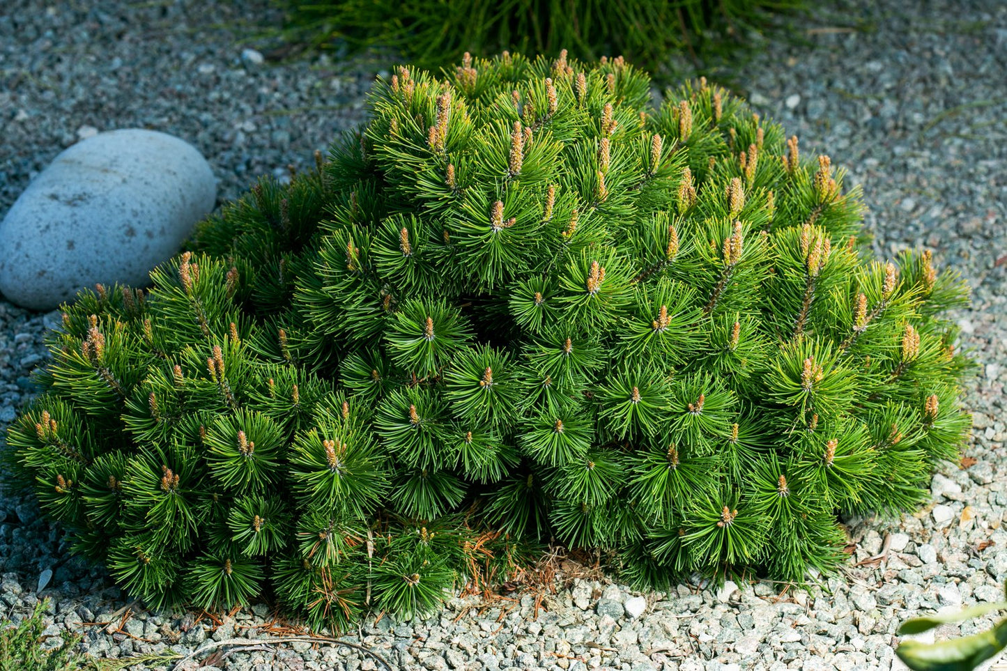 Pinus mugo var. pumilio, 20-25 cm