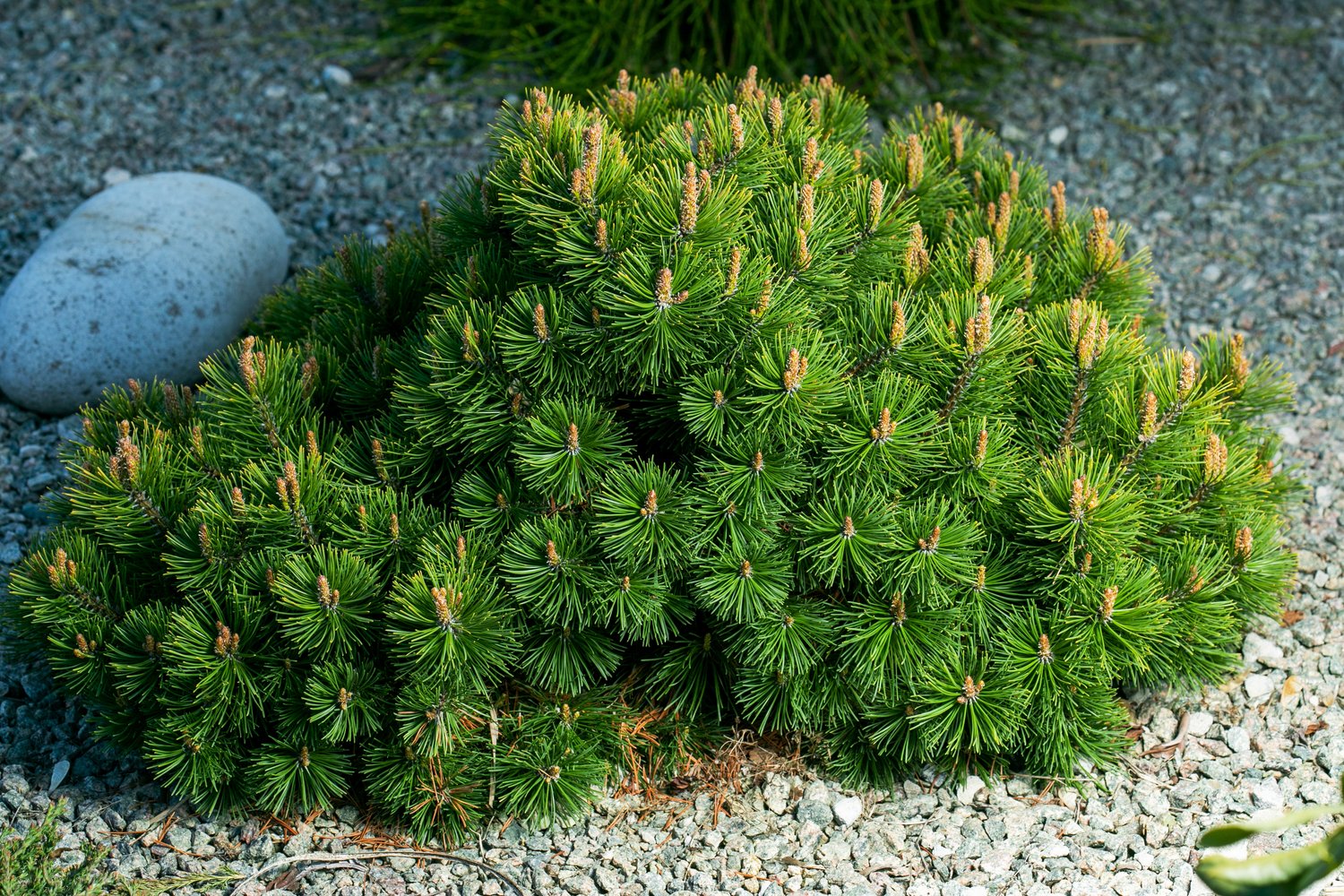 Pinus mugo var. pumilio, 20-25 cm