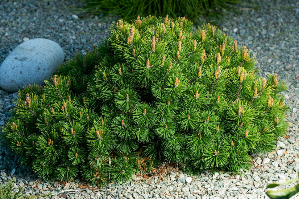 Pinus mugo var. pumilio, 20-25 cm