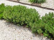 Pinus mugo var. pumilio, 20-25 cm