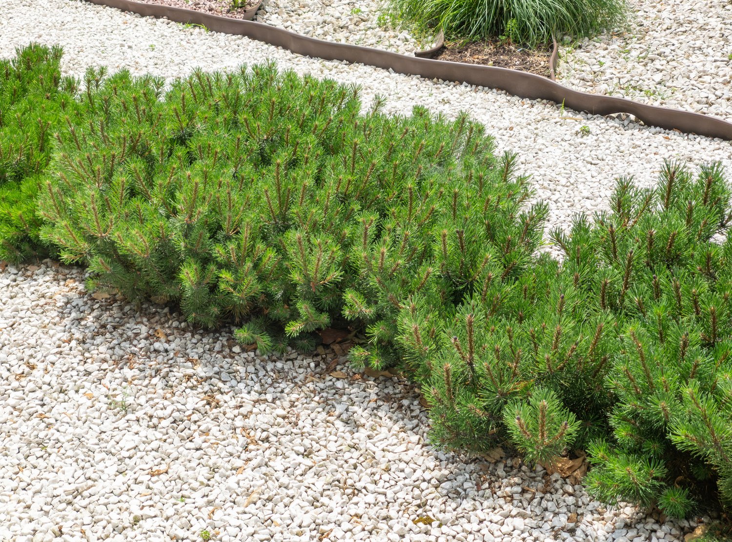 Pinus mugo var. pumilio, 20-25 cm