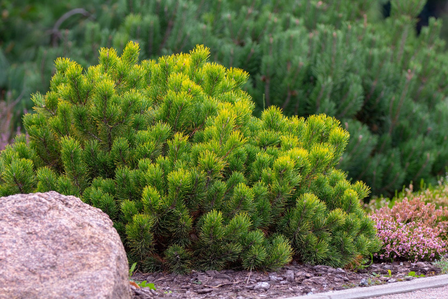 Pinus mugo var. pumilio, 20-25 cm