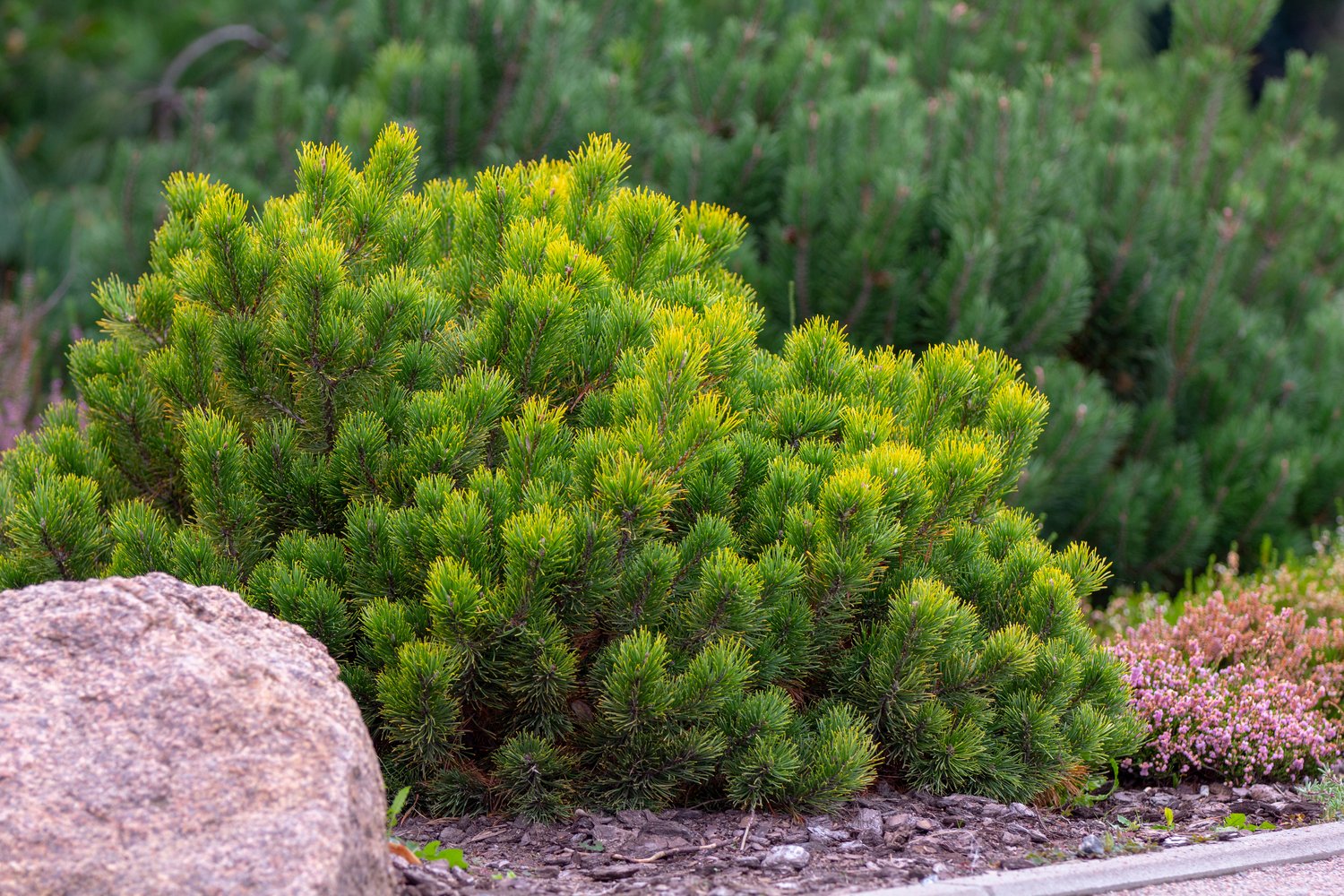 Pinus mugo var. pumilio, 20-25 cm