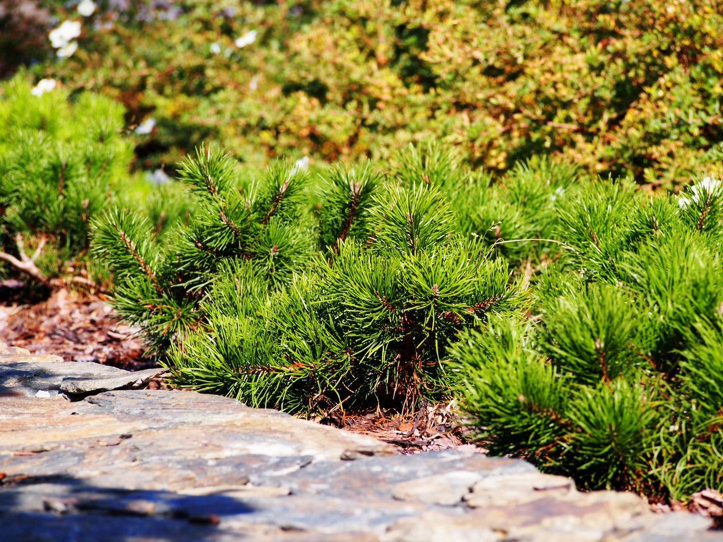Pinus mugo var. pumilio, 20-25 cm