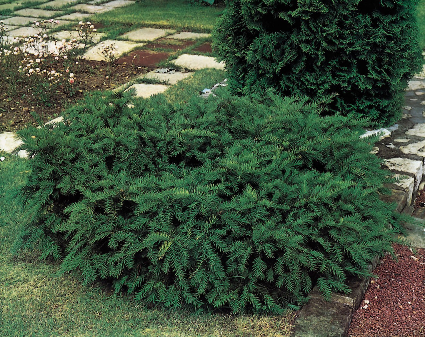 Taxus baccata 'Repandens', 25-30 cm