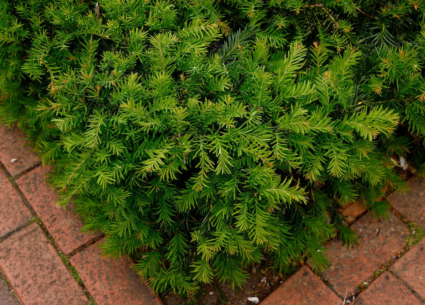 Taxus baccata 'Repandens', 25-30 cm