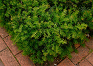 Taxus baccata 'Repandens', 25-30 cm