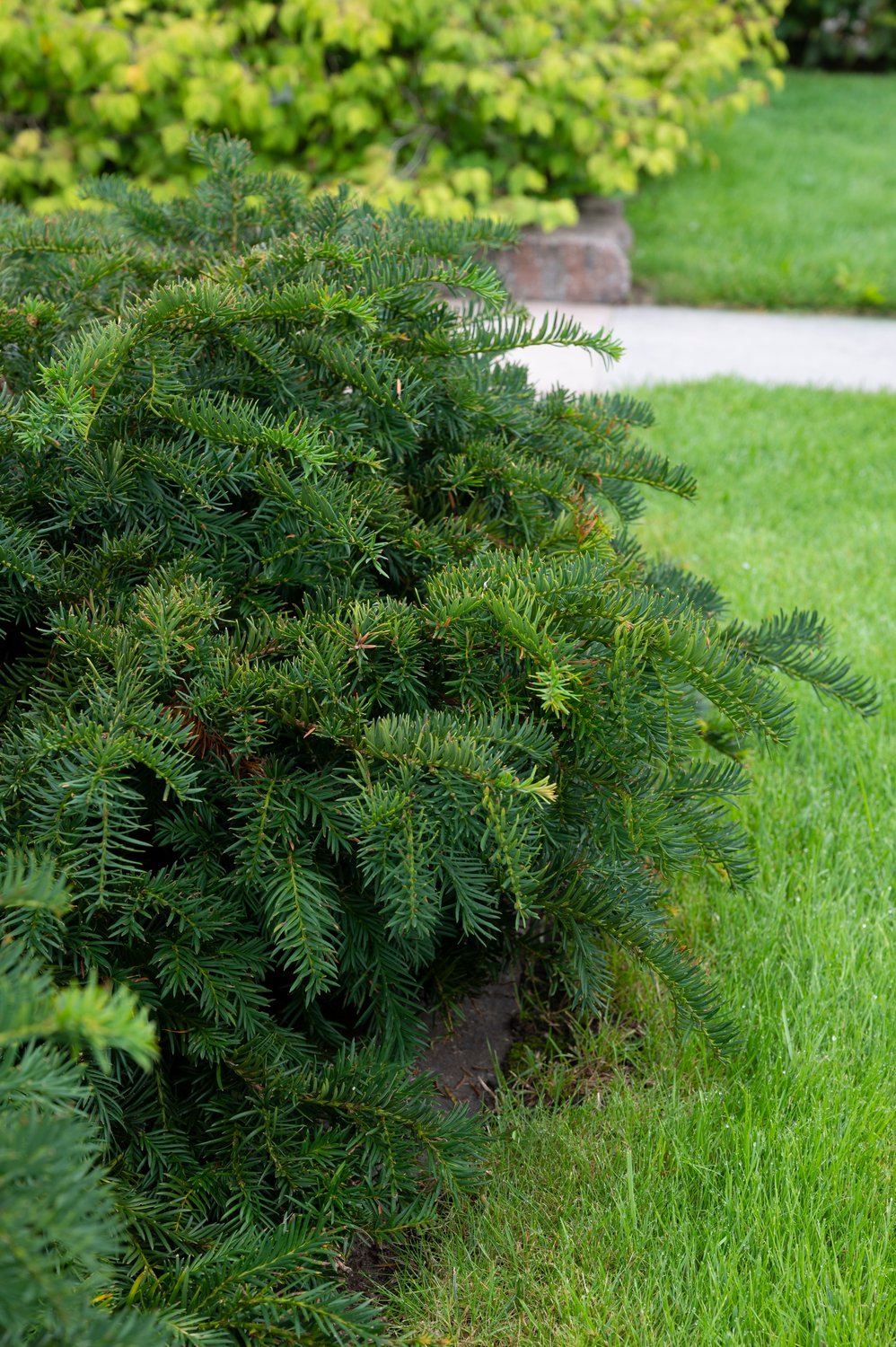 Taxus baccata 'Repandens', 25-30 cm
