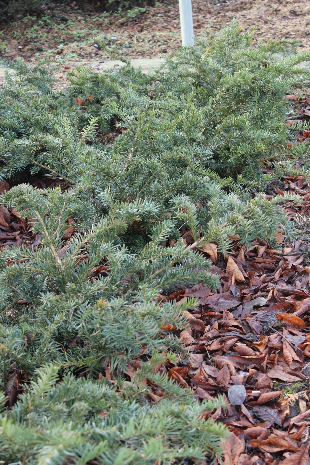 Taxus baccata 'Repandens', 25-30 cm