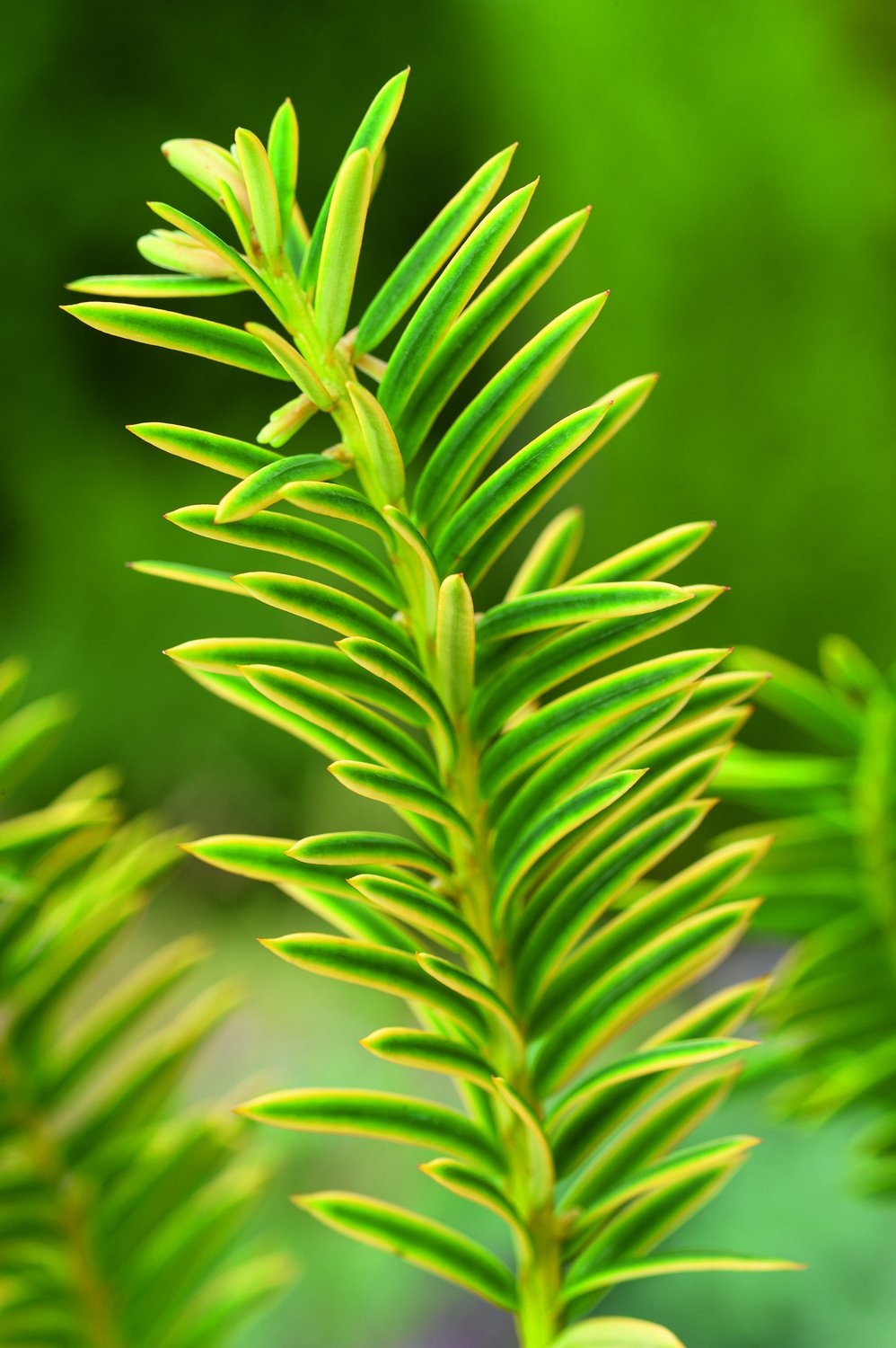 Taxus baccata 'Summergold', 30-40 cm