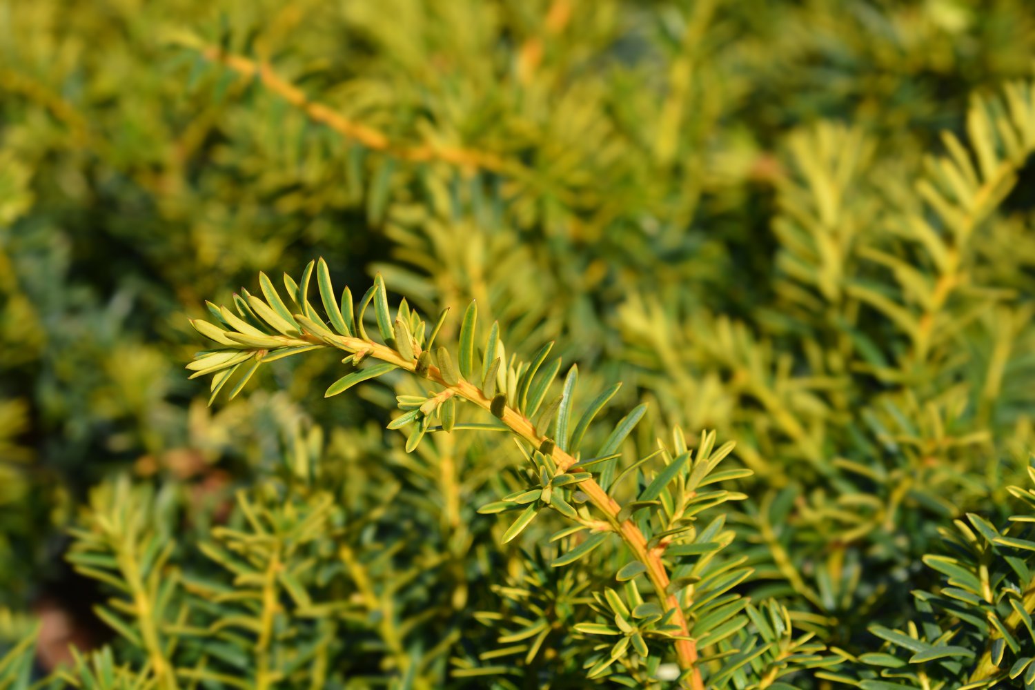 Taxus baccata 'Summergold', 30-40 cm