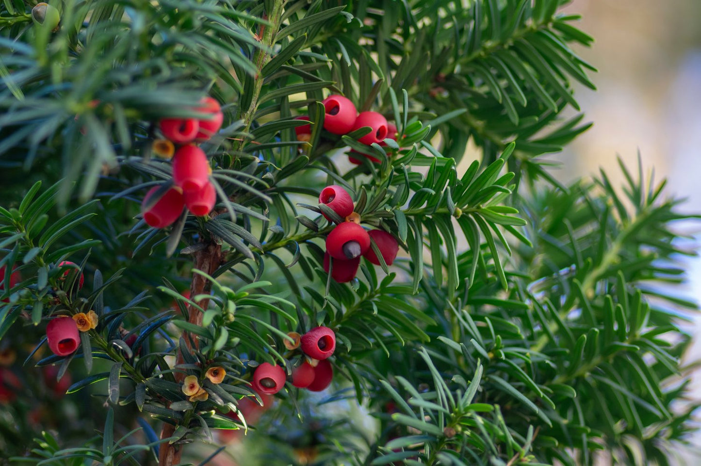 Taxus x media 'Hicksii', 40-50 cm