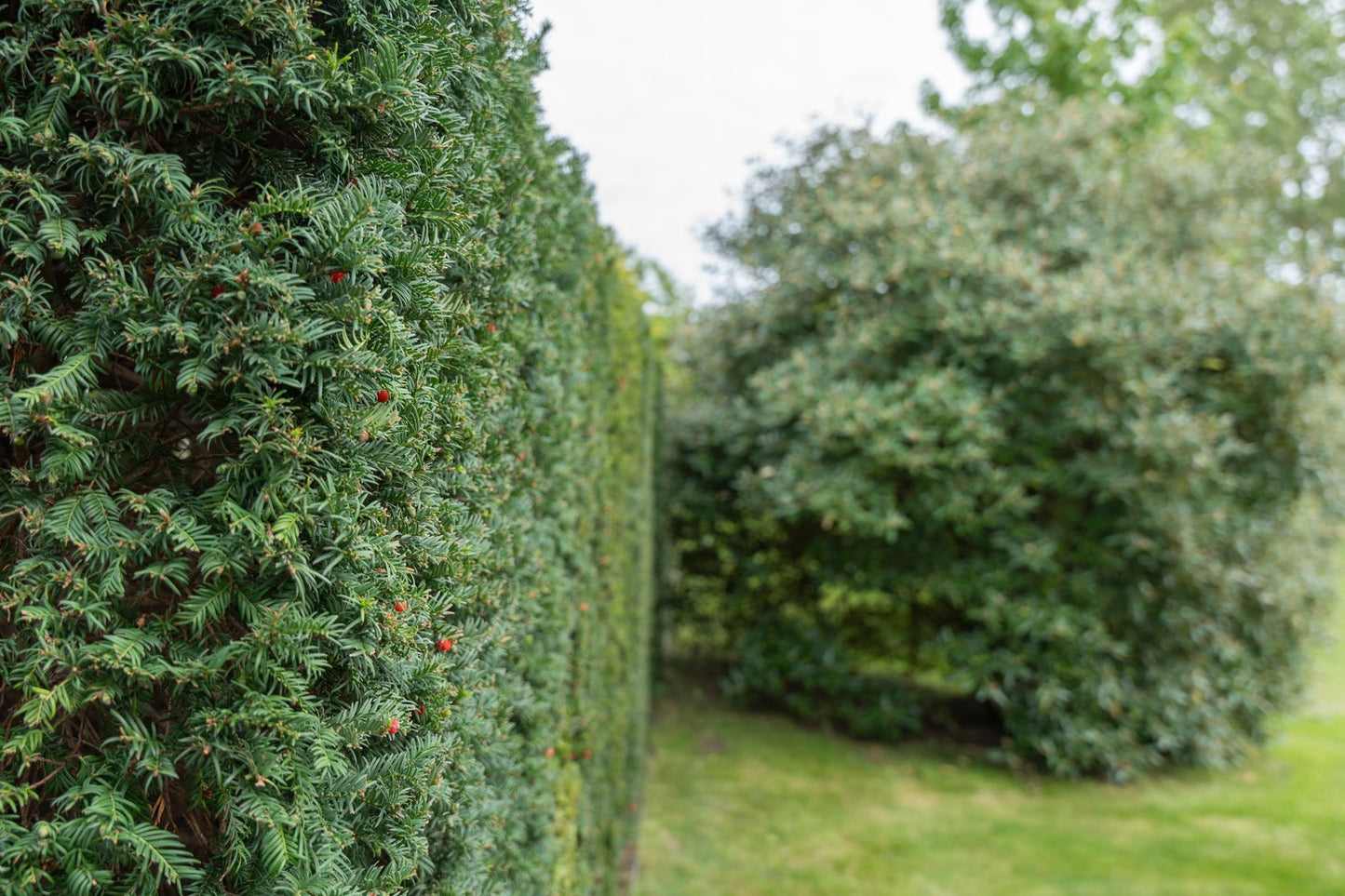 Taxus x media 'Hicksii', 40-50 cm
