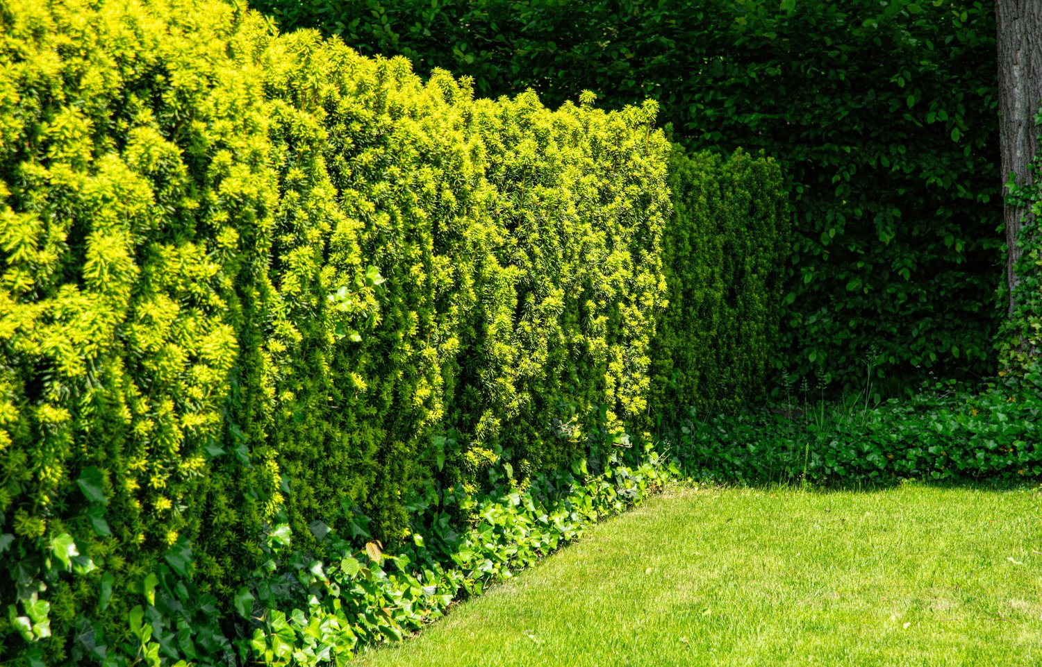 Taxus × media 'Hillii', 30-40 cm