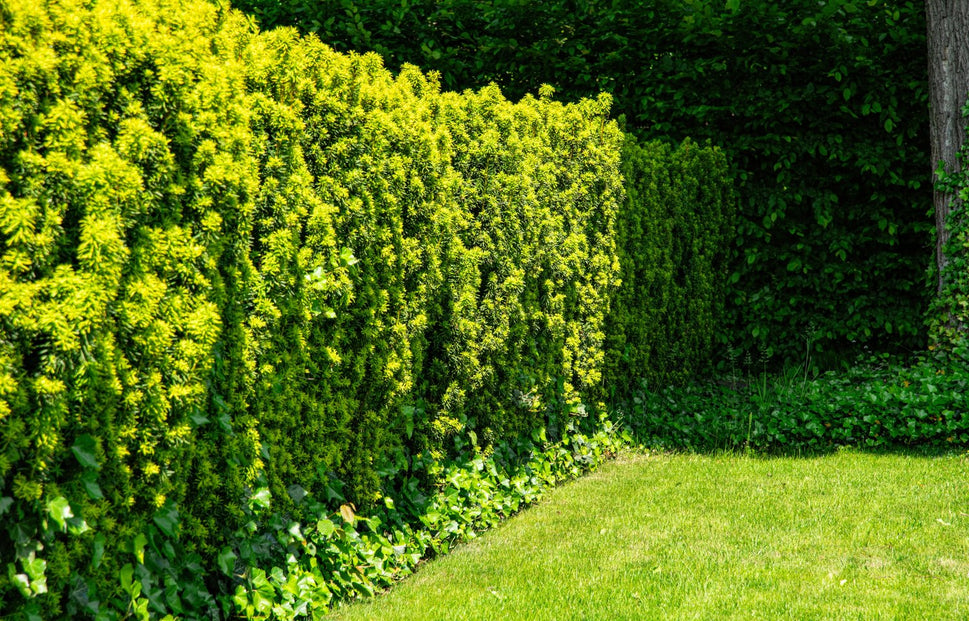 Taxus × media 'Hillii', 30-40 cm