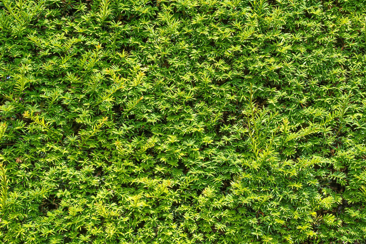 Taxus × media 'Hillii', 30-40 cm