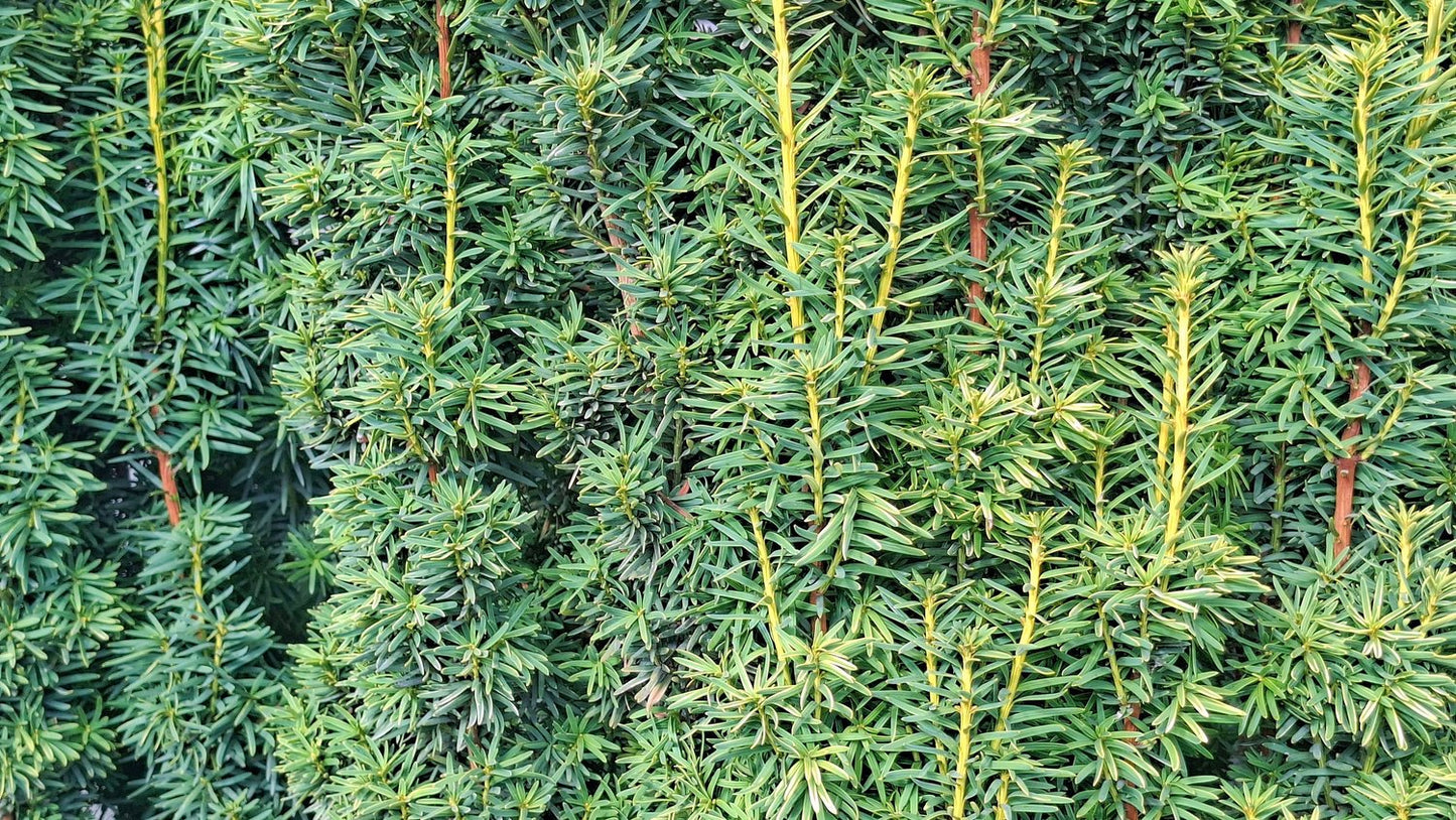 Taxus × media 'Hillii', 30-40 cm
