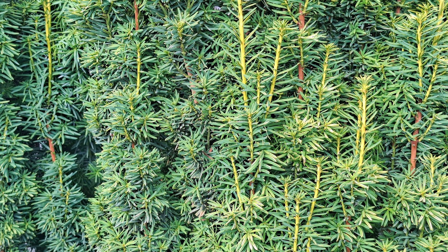 Taxus × media 'Hillii', 30-40 cm
