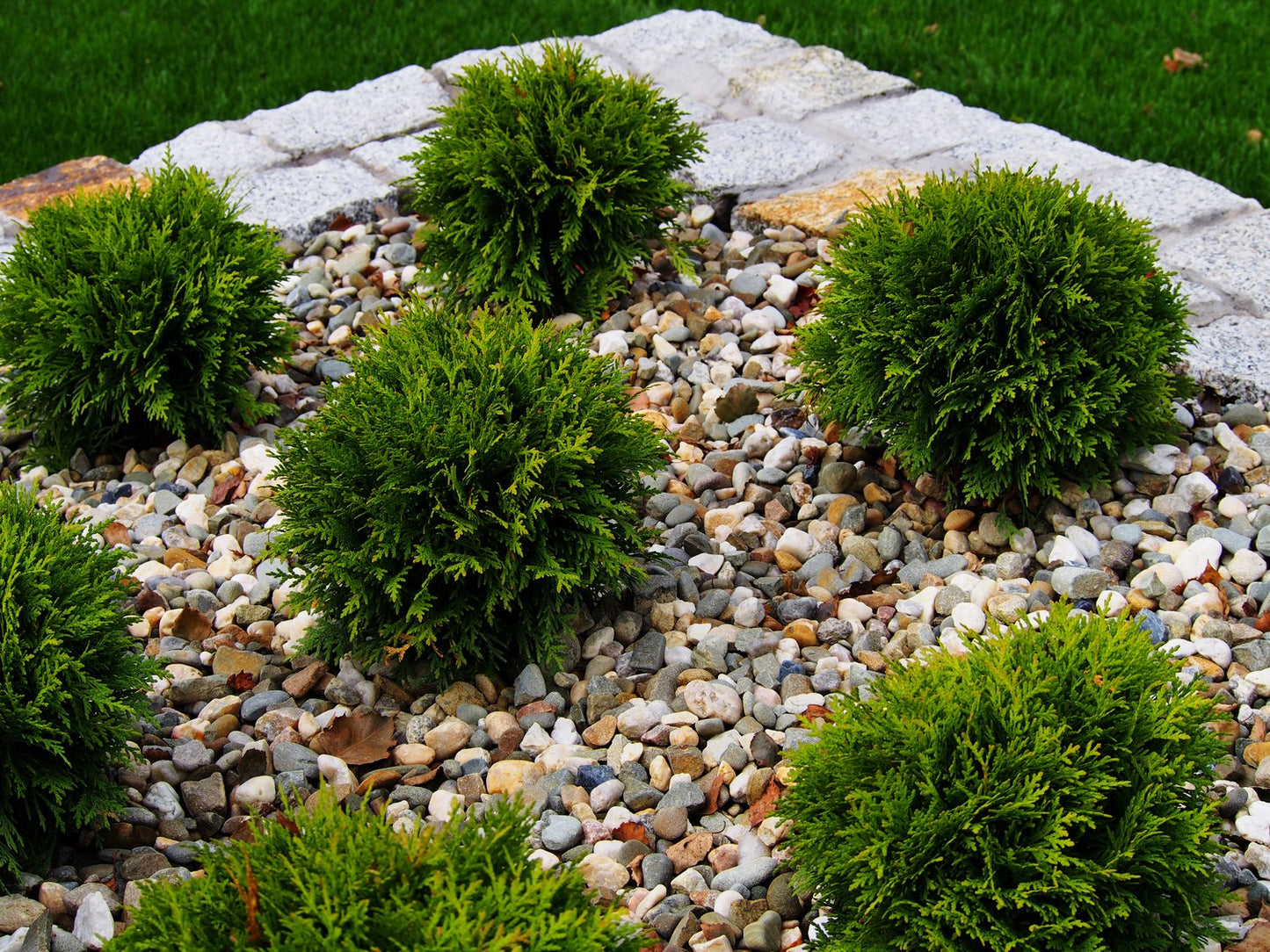Thuja occidentalis 'Danica', 20-25 cm