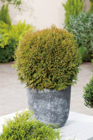 Thuja occidentalis 'Danica', 20-25 cm