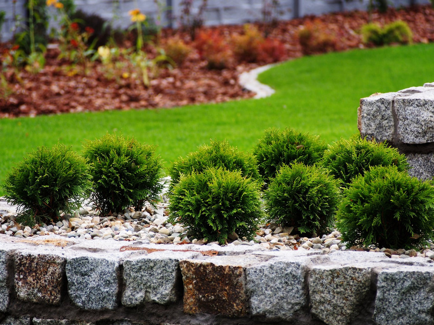 Thuja occidentalis 'Danica', 20-25 cm