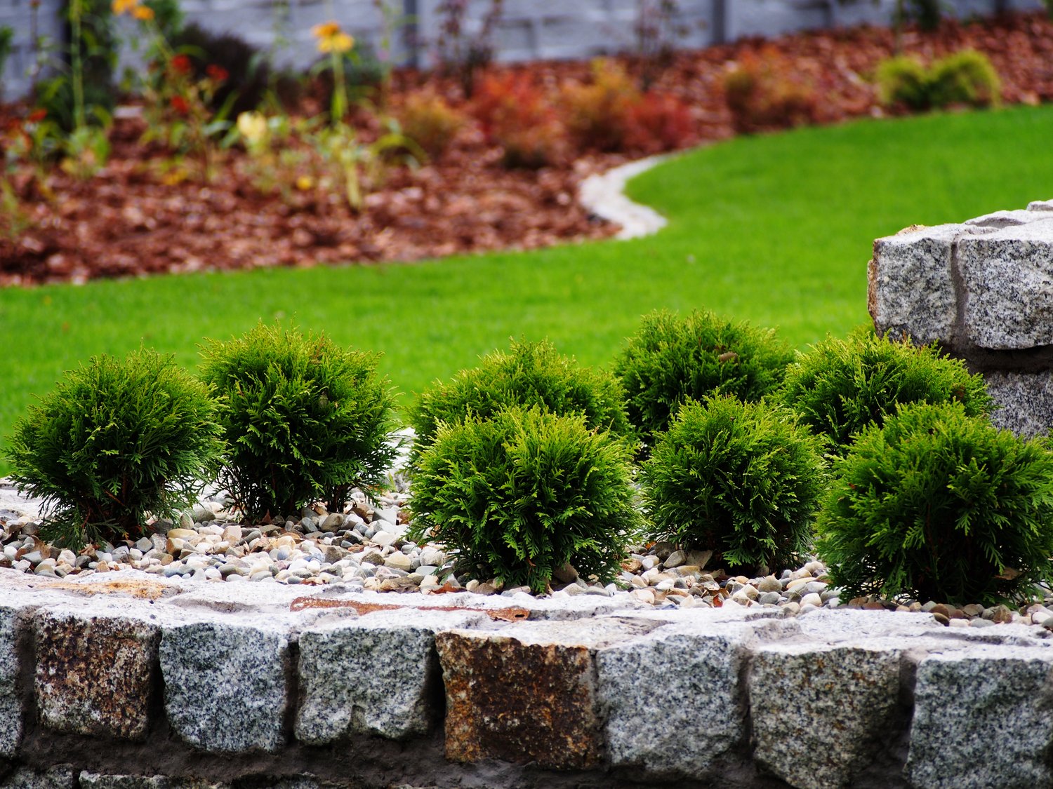 Thuja occidentalis 'Danica', 20-25 cm